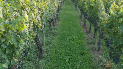 Nahaufnahme-Von-Weinreben,-Die-Zur-Ernte-Bereit-Sind