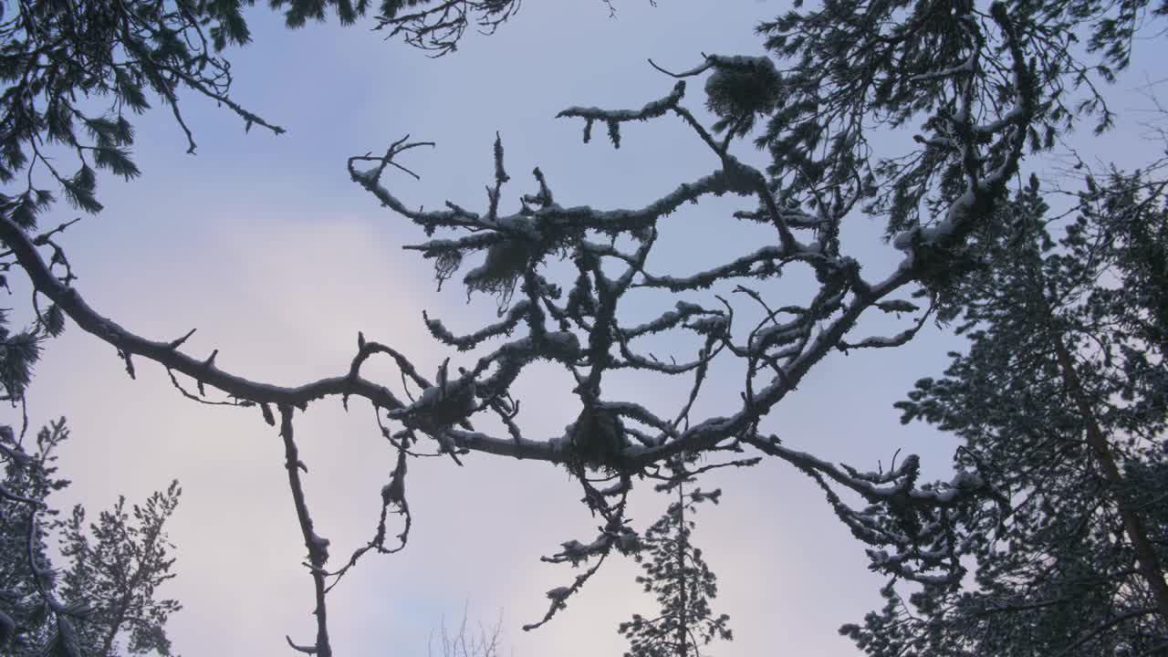 Tree branches over a white winter sky with blue color