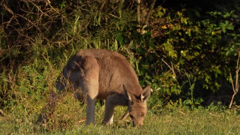 Canguro-Gris-Oriental-En-Qld,-Australia---Macropus-Giganteus-Pastando-En-El-Santuario---Tiro-Completo