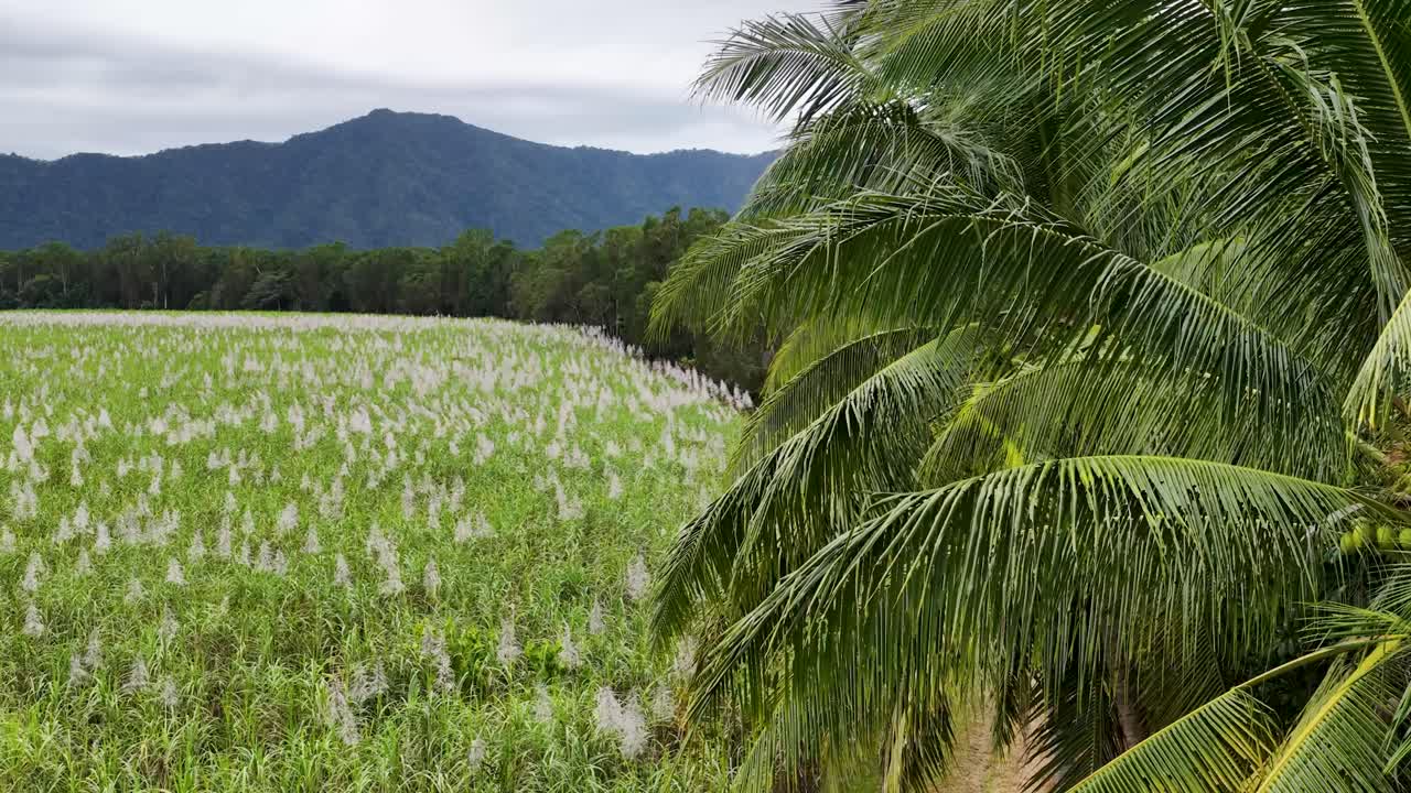 Drone captures expansive sugarcane fields and palm trees under overcast skies in Port Douglas, showcasing natural beauty and agriculture