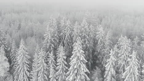 cold weather winter forest with hoarfrost dolly out panoramic drone shot, north pole scene during snowstorm blizzard