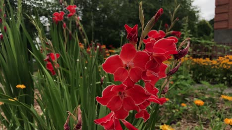 red flowers in a public garden bob back and forth in the breeze