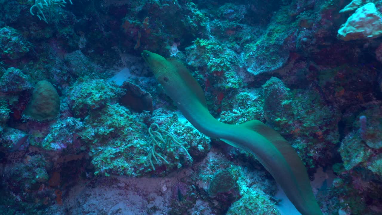A large green moray eel glides smoothly over a vibrant Caribbean coral reef, threading between colorful corals under crystal-clear turquoise water