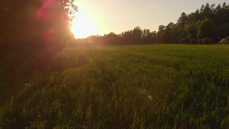 Green-crops-growing-in-field-surrounded-by-dense-forest-during-golden-sunset,-low-altitude-aerial-view