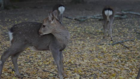 Spotted-Japanese-Deer-Fawn-in-Autumn-Scene-in-Nara-Japan