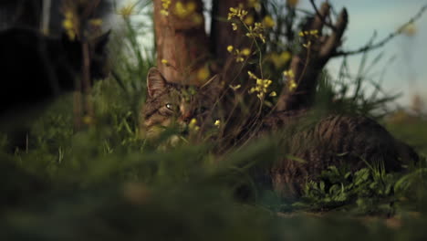 Gato-Montés-Europeo-Tomando-El-Sol-En-Un-Refugio-Para-Animales