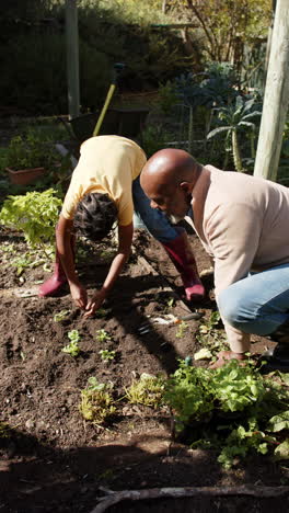 vertical video of african american grandfather and grandson planting in garden, slow motion