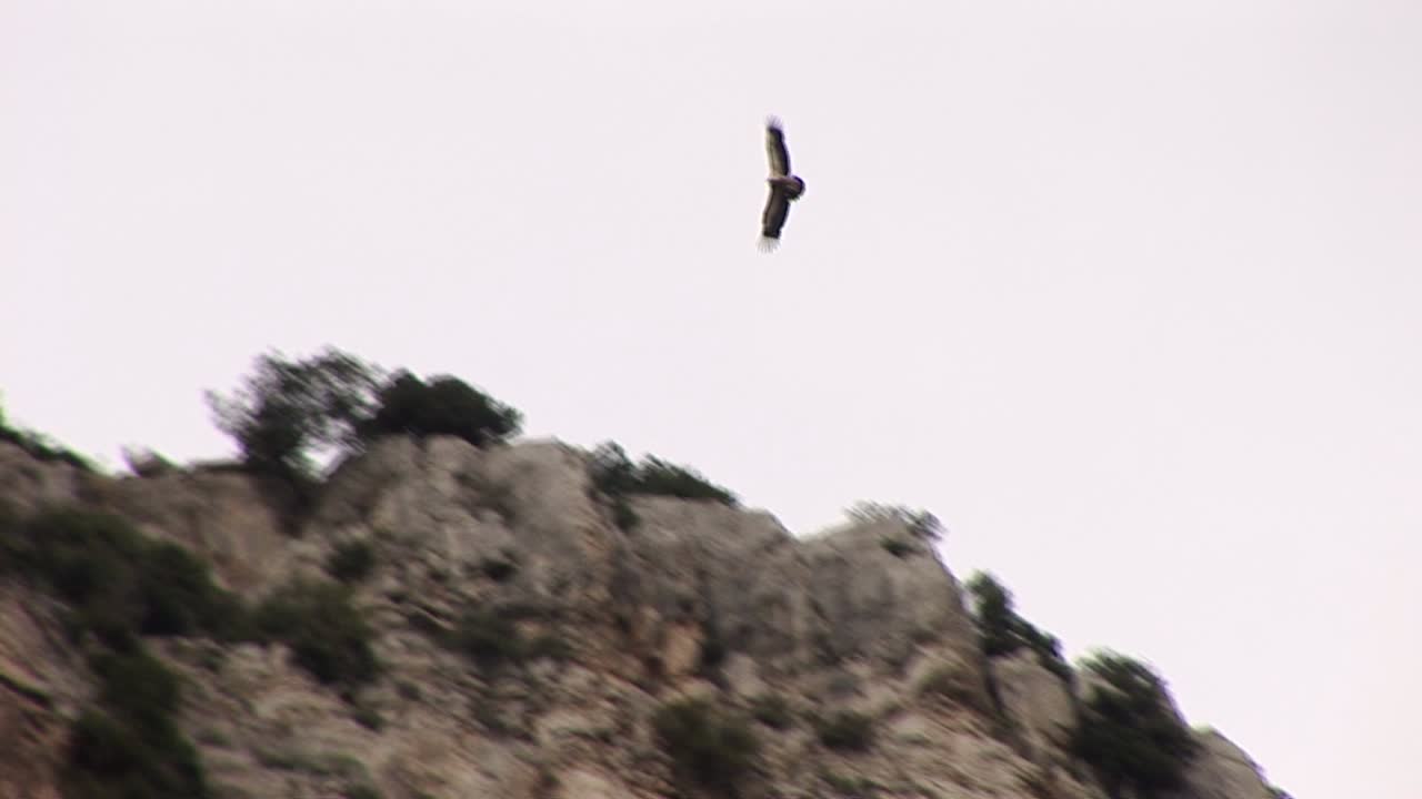 águila volando en busca de presas en rocky gorge en grecia