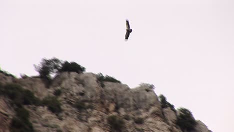 eagle flying for prey on rocky gorge in greece