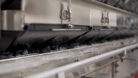 a blueberry processing and packaging plant