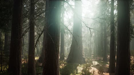 Sonnenaufgang-In-Den-Mammutbäumen,-General-Grant-Grove,-Sequoia-Nationalpark