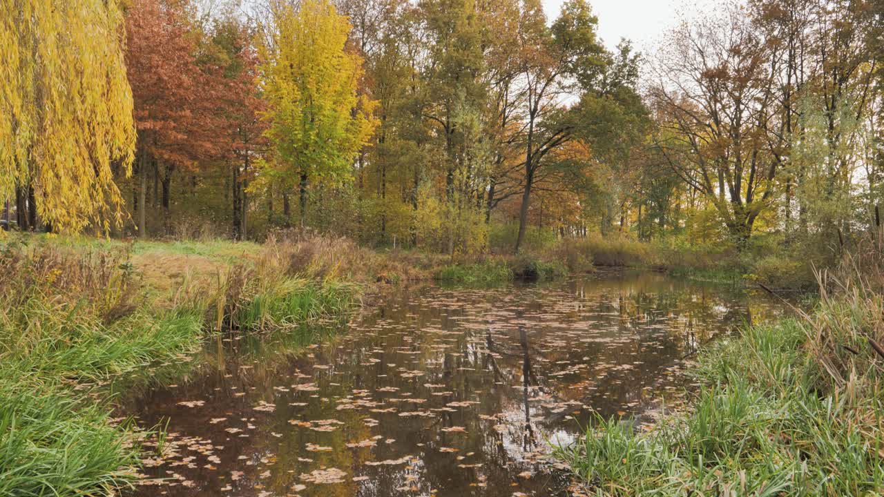 estanque cubierto de hojas caídas en un parque de otoño