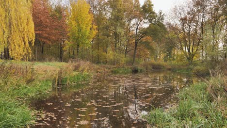 pond covered with fallen leaves in an autumn park