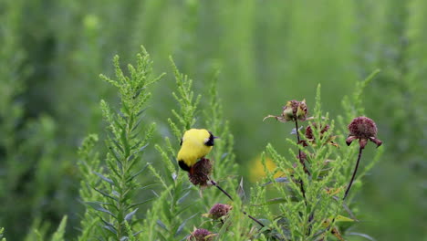 Ein-Stieglitz,-Der-Blumensamen-In-Einem-Feld-Von-Wilden-Blumen-Isst