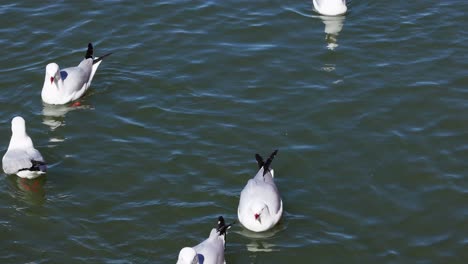 seagulls swimming together in calm water