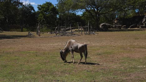 Gnus-In-Der-Afrikanischen-Savanne,-Die-In-Gefangenschaft-In-Der-Sonne-Grasen-Und-Spazieren-Gehen