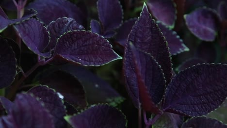 purple flowers in garden