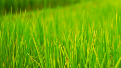 Green-field-background-in-close-up-view.