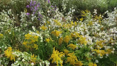 big view of a garden with multiple types and colours of flowers in a windy day at the afternoon