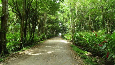 Schöne-Straße-Im-Wald-Mit-Dem-Auto-Kommend