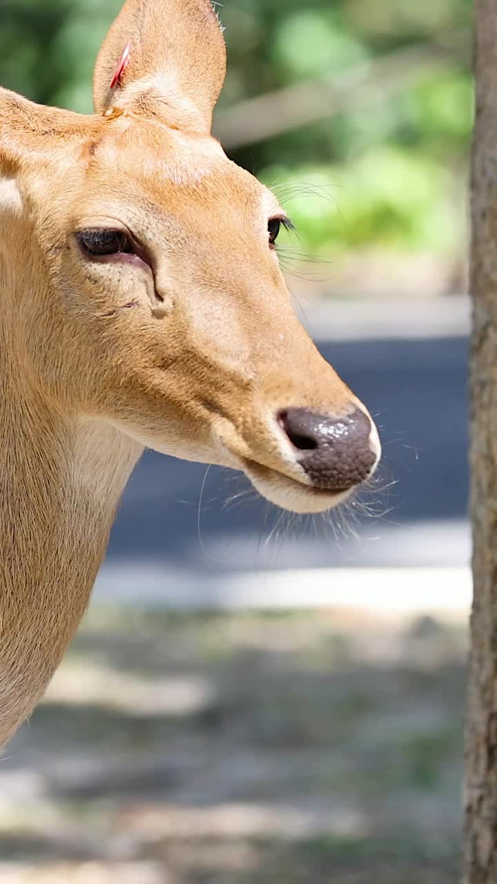 동물원 에서 서서 주변 을 관찰 하는 개미