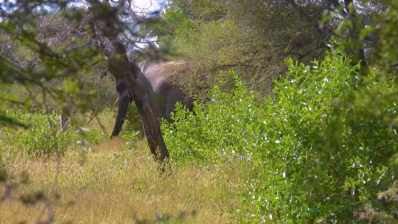Elephant Walking in Kruger National Park Savanna Natural Habitat