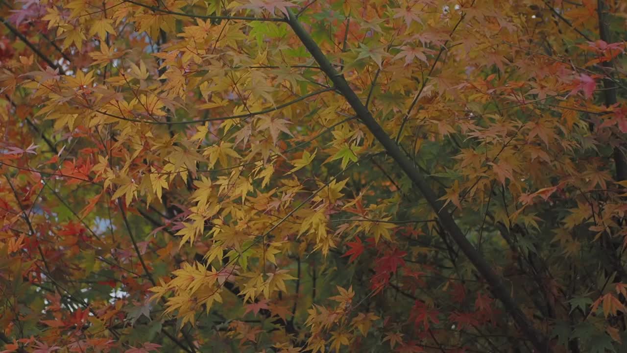 Beautiful Fall Foliage