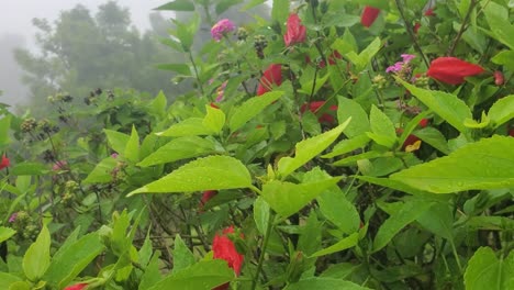 Lantana-Cariaquito-Púrpura-O-Cariaquito-Morado-Y-Flores-De-Cayena-Roja-Arbusto-Ornamental,-Exótico-Jardín-Tropical