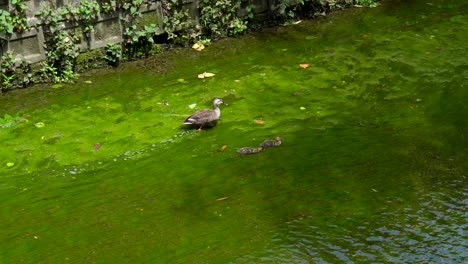 En-El-Verano-De-Tokio,-Japón,-Se-Pueden-Ver-Muchas-Familias-De-Patos-Paseando-Por-La-Orilla-Del-Río