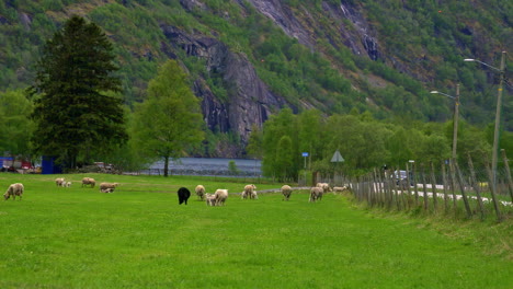 shot of sheep and lambs on beautiful pasture alongside a path with mountain range in the background during evening time