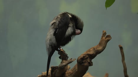 Coleto-starling-bird-cleans-it's-belly-with-beak,-telephoto-nature-wilderness