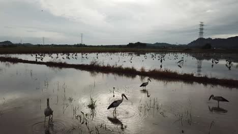 vuela sobre el campo de arroz inundado.