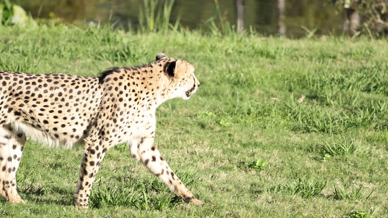 un guepardo caminando por una zona cubierta de hierba en el zoológico