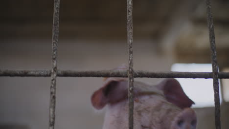 pig in a farm pen