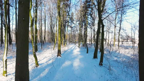 Winterwald-Mit-Kahlen-Bäumen-Am-Sonnigen-Morgen