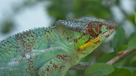 green chameleon on a tree clouse-up, madagaskar, nosy be, africa