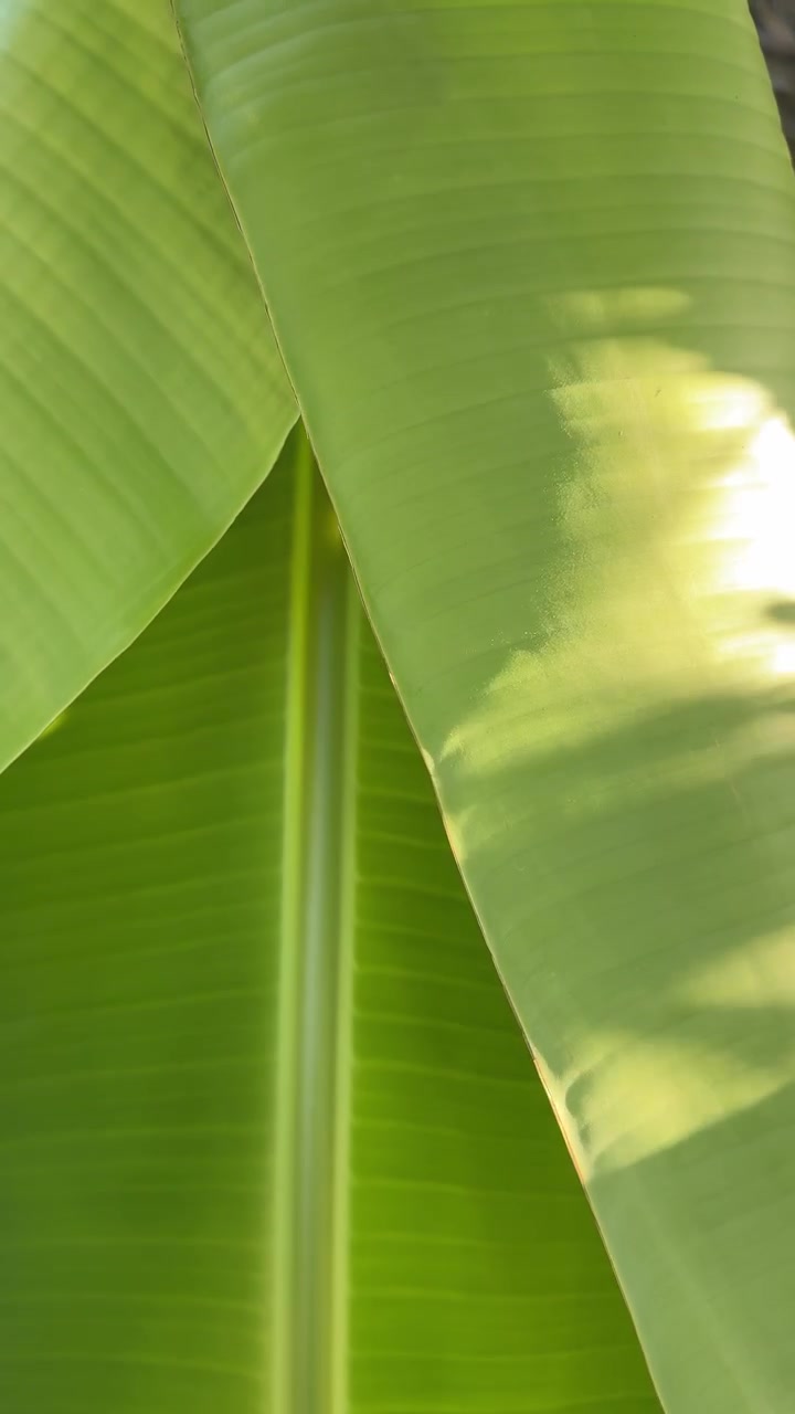Sunlight Filtering Through Large Green Banana Leaves