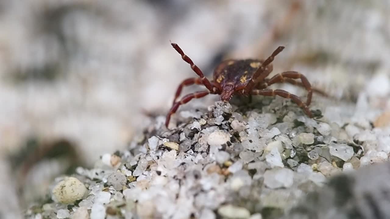 garrapata canguro, comportamiento de búsqueda. macro 120fps