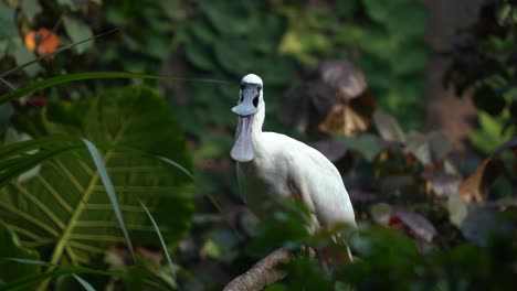 espátula de cara negra en peligro de extinción, platalea minor, especie de ave zancuda posada en la rama de un árbol, rascándose las plumas del cuello con los pies y abriendo su pico de par en par, primer plano de movimiento manual