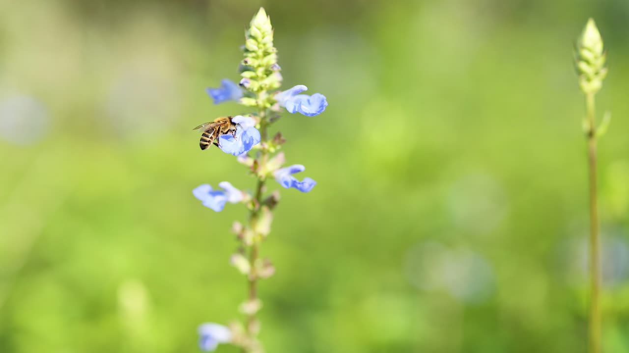 정원에서 파란 꽃과 상호 작용하는 벌