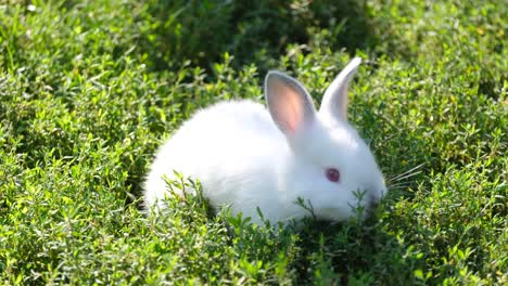 a cute white rabbit sitting in green grass