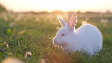 white cute easter bunny on a blue background. bunny sits with pink easter eggs. happy easter. bunny chews grass. greeting card with copy space. high quality 4k footage