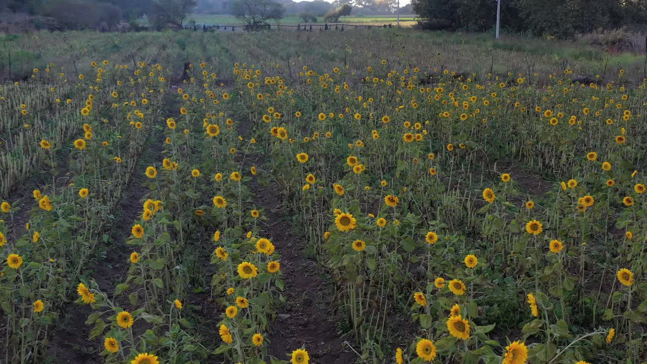 Volo sopra girasoli che crescono in California