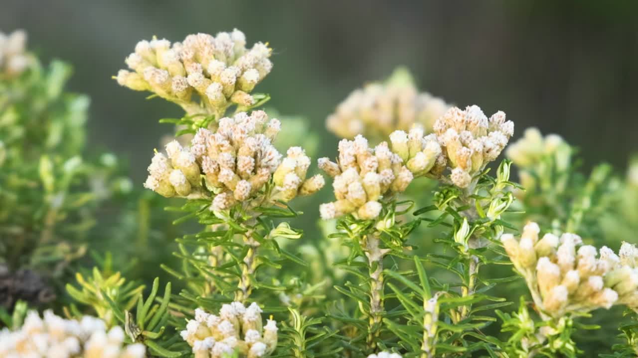 Vista detallada de racimos de flores blancas de Ozothamnus turbinatus floreciendo entre un denso follaje verde.