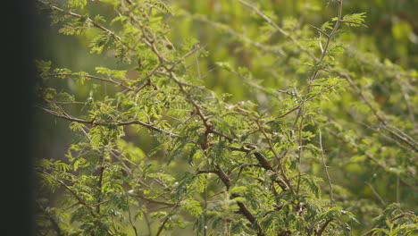 A-bird-in-a-protocooperation-behavior-snapping-giraffe-ticks