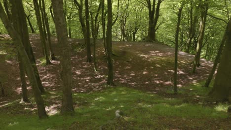 beautiful woodland in springtime, panning shot