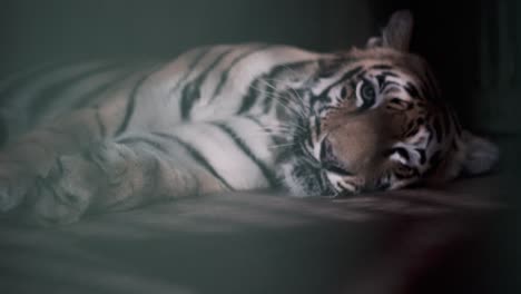 Primer-Plano-De-Un-Tigre-En-Una-Jaula,-En-Un-Parque-Nacional-De-Mumbai-India