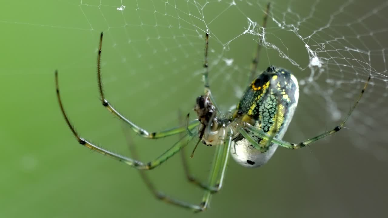 Predatory orchard spider feeding on trapped insect in web