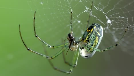 predatory orchard spider feeding on trapped insect in web