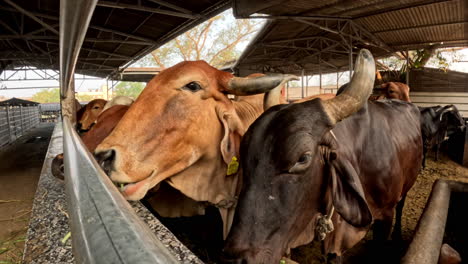 cows leisurely munching on fresh fodder in rustic cowshed,closeup